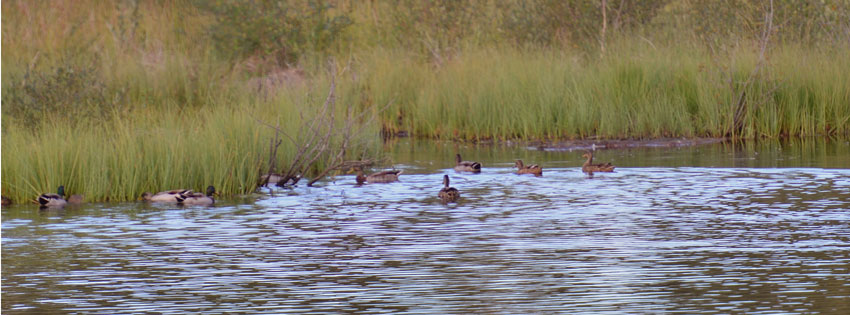 lac-canards